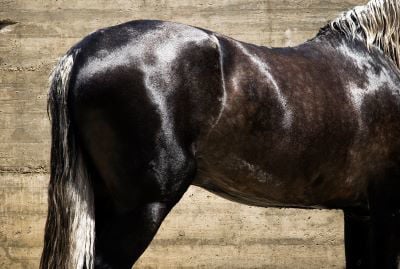 Andalusian horse with the silver dapple gene